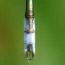 صورة Lestes unguiculatus Hagen 1861