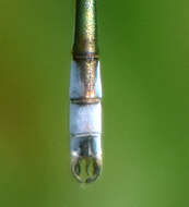 صورة Lestes unguiculatus Hagen 1861