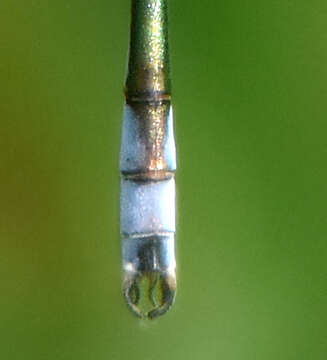 صورة Lestes unguiculatus Hagen 1861