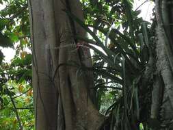 Image of Aechmea bracteata (Sw.) Griseb.