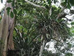 Image of Aechmea bracteata (Sw.) Griseb.