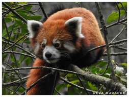 Sivun Ailurus fulgens fulgens F. G. Cuvier 1825 kuva