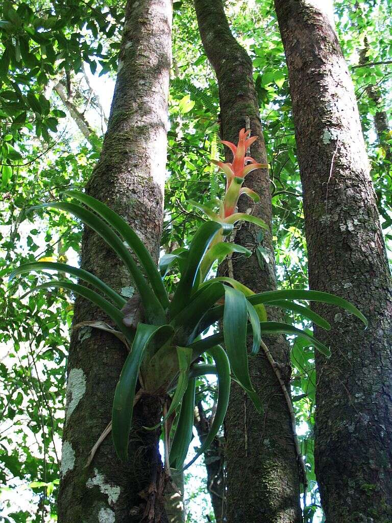 Tillandsia imperialis É. Morren ex Roezl的圖片