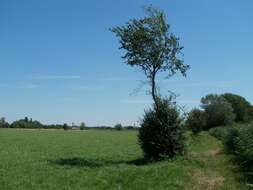 Image of Cherry Plum