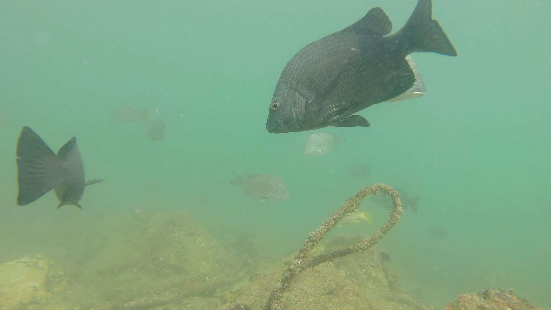 Image of Black Bream