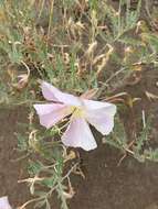 Plancia ëd Oenothera californica (S. Wats.) S. Wats.