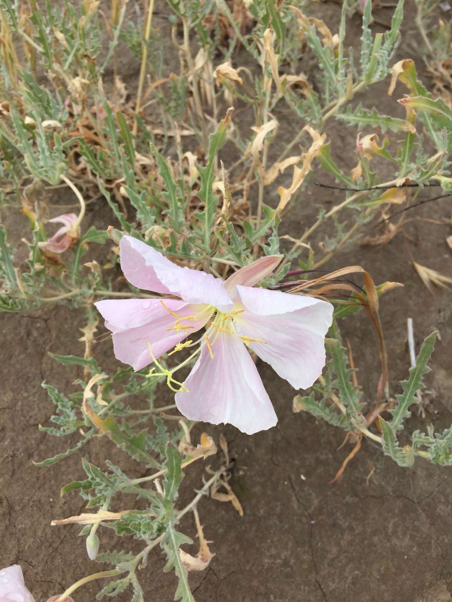 Plancia ëd Oenothera californica (S. Wats.) S. Wats.