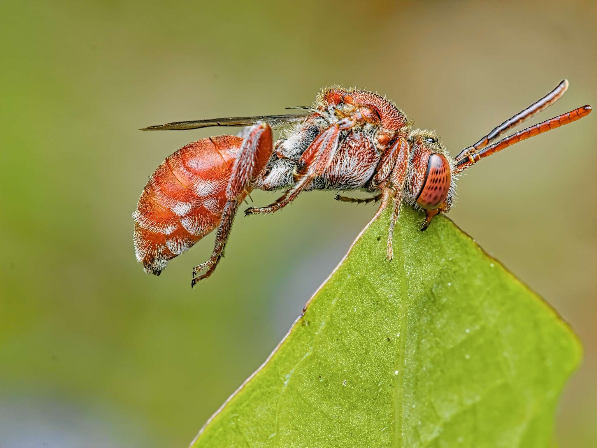 Image of Nomada articulata Smith 1854