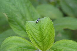 Image of Macugonalia leucomelas (Walker & F. 1851)