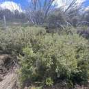 صورة Grevillea australis R. Br.