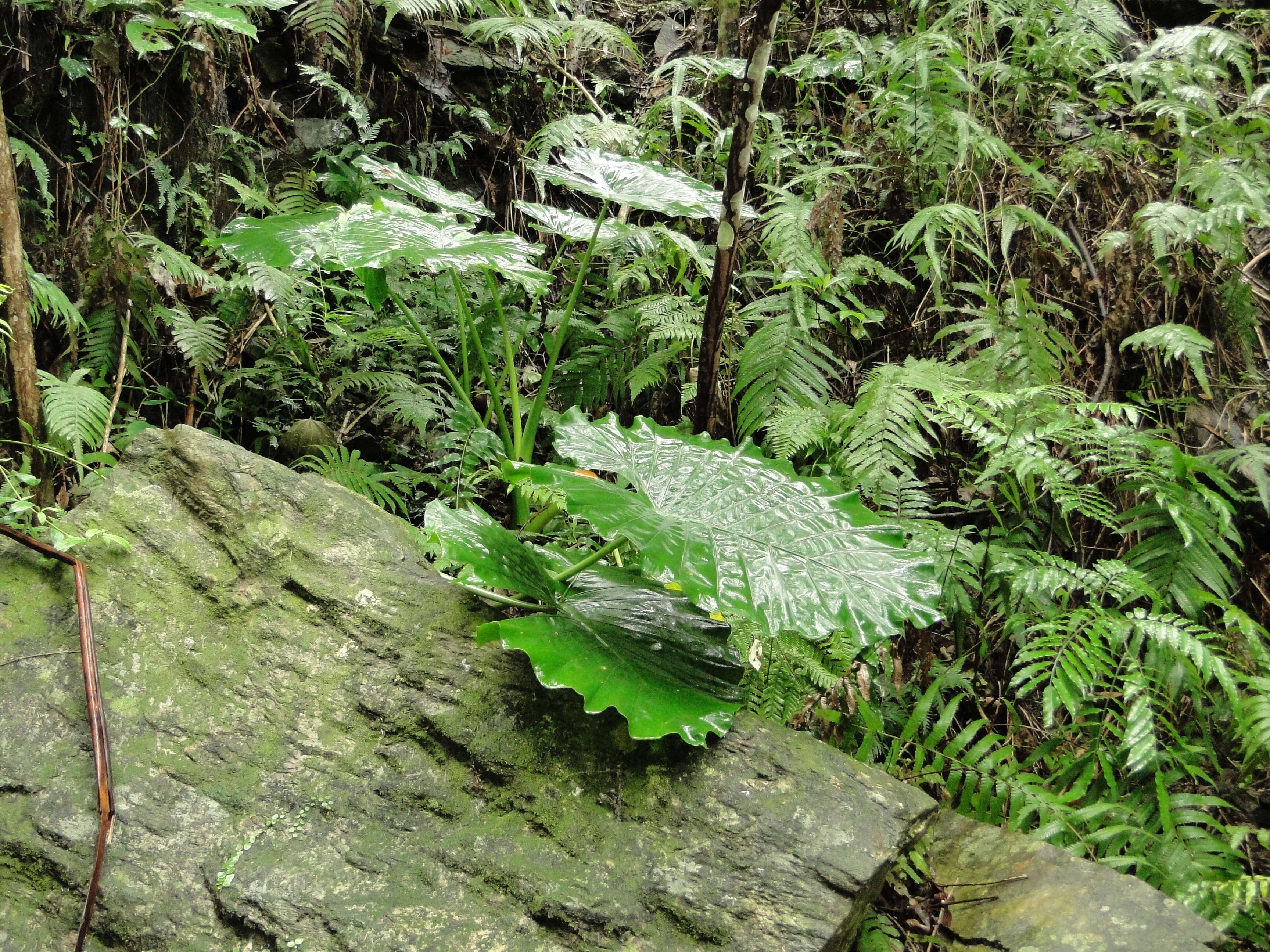 Imagem de Alocasia macrorrhizos (L.) G. Don