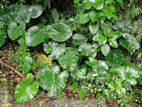 Imagem de Alocasia macrorrhizos (L.) G. Don