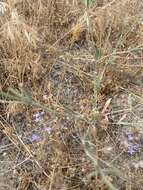 Image of anglestem buckwheat