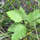 Plancia ëd Physalis arenicola Kearney