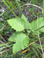 Plancia ëd Physalis arenicola Kearney