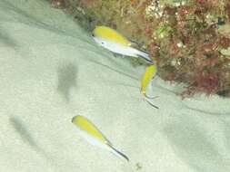 Image of Norfolk Chromis