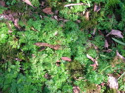 Image of Conopodium