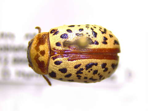 Image of Calligrapha (Calligrapha) verrucosa (Suffrian 1858)