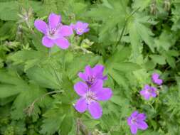 Image of Wood Crane's-bill