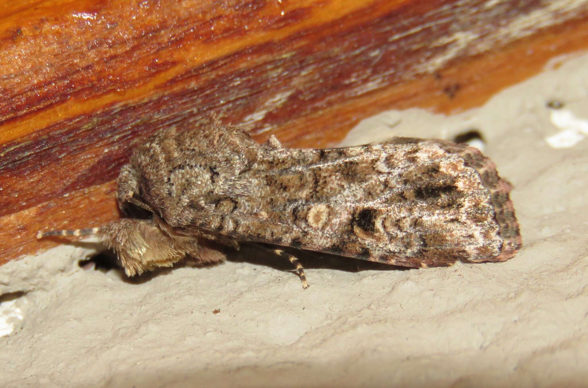 Spodoptera triturata Walker 1856 resmi