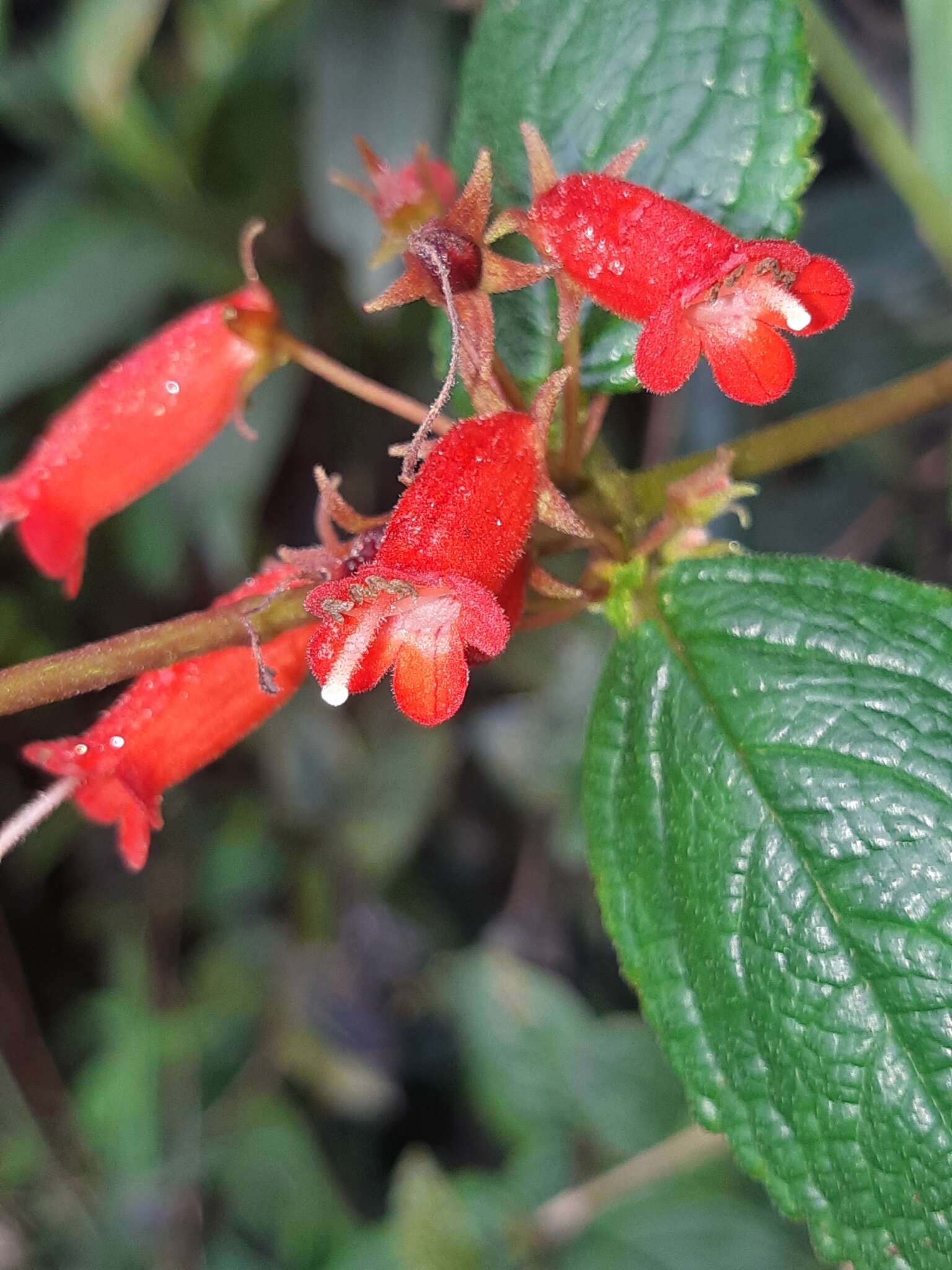 Image of Heppiella ulmifolia (Kunth) Hanst.