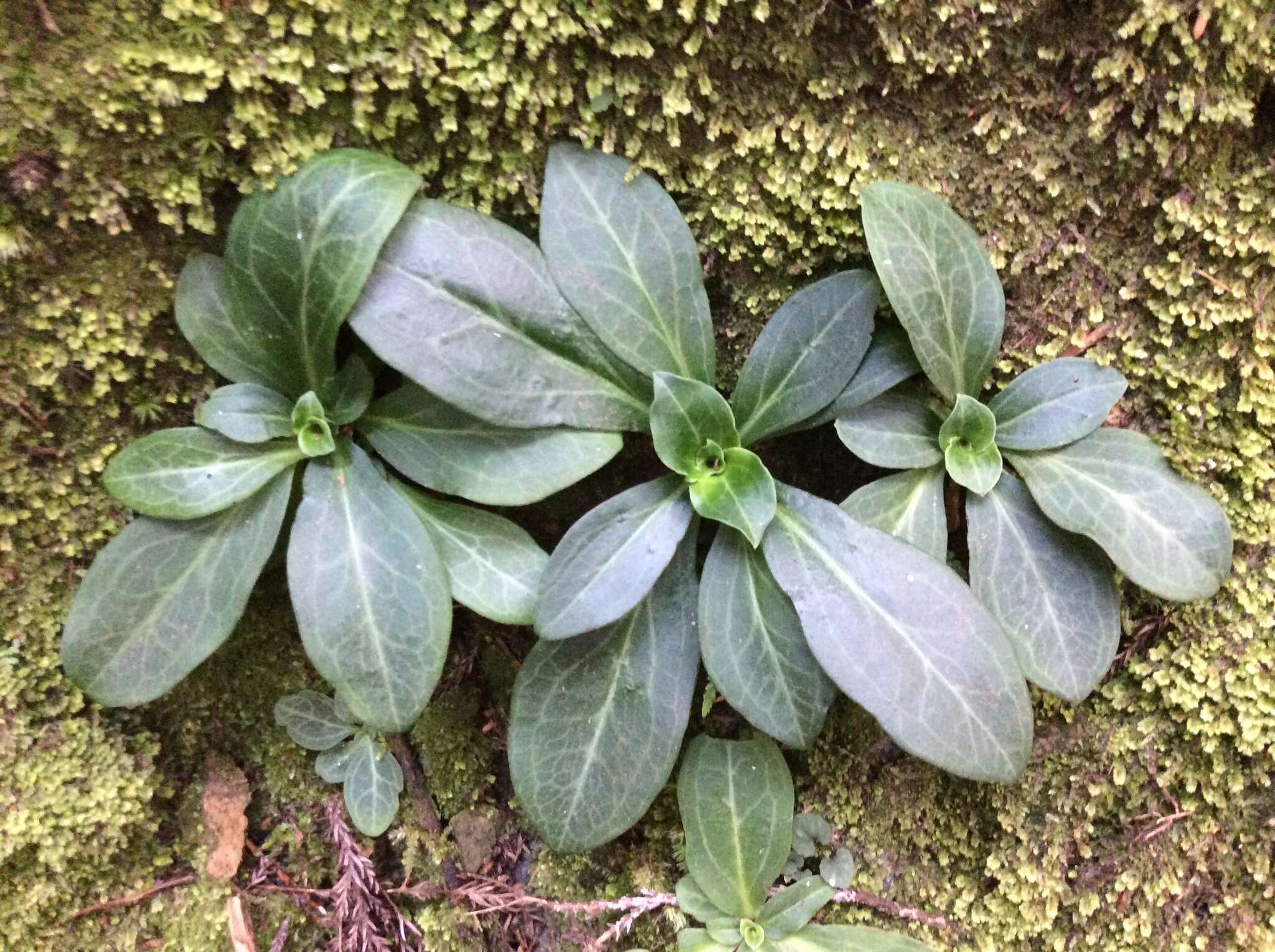 Image of Swertia shintenensis Hayata