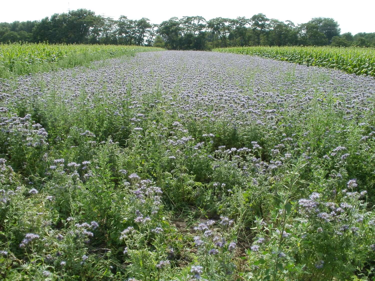 Image of scorpionweed