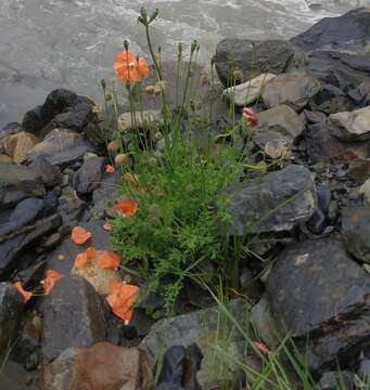 Image of Papaver fugax Poir.