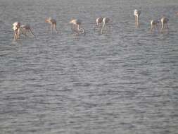 Imagem de Phoenicopterus roseus Pallas 1811