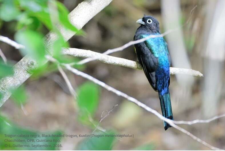 صورة Trogon melanocephalus Gould 1836