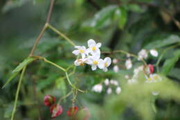 Image of Begonia fuscocaulis Brade