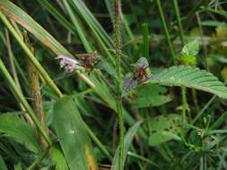 Image of Common hemp nettle