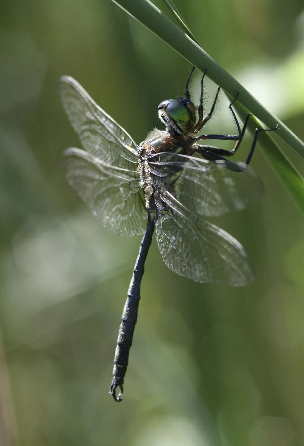 Image of Hine's Emerald