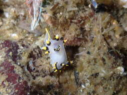 Image of Polycera tricolor Robilliard 1971