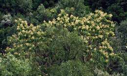 Image de Arbutus andrachne L.