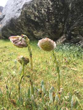 Culcitium serratifolium Meyen & Walp. resmi