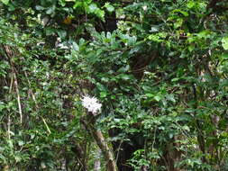 Image of Blue antler orchid