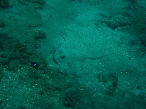 Image of Bluespotted maskray