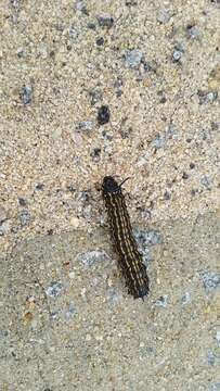 Image of Peigler's Oakworm Moth