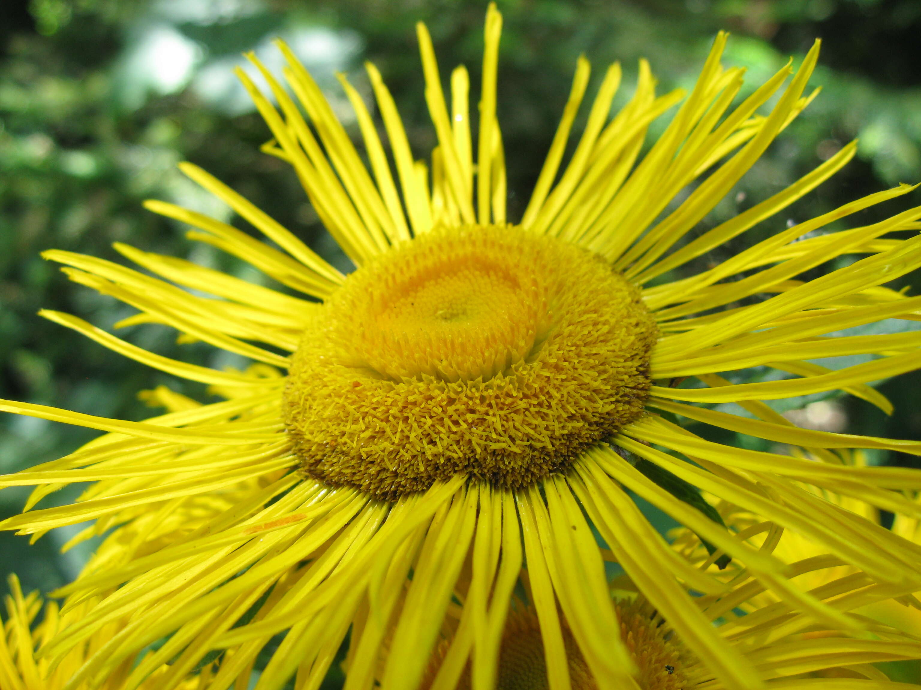 Image of Elecampane