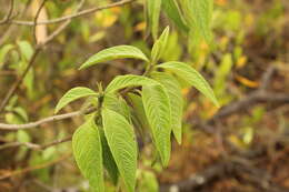 Image of Lippia hirsuta L. fil.