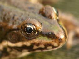 Image of Eurasian Marsh Frog