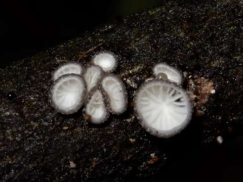 Image de Hohenbuehelia cyphelliformis (Berk.) O. K. Mill. 1986