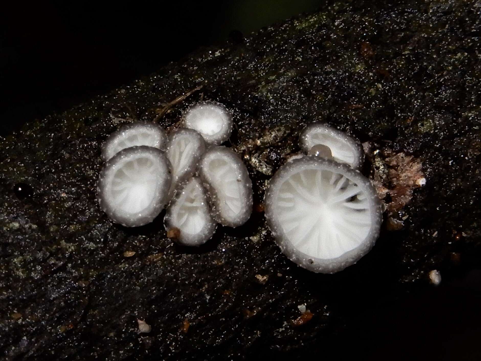 Hohenbuehelia cyphelliformis (Berk.) O. K. Mill. 1986 resmi