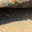 Image of Cape flat lizard