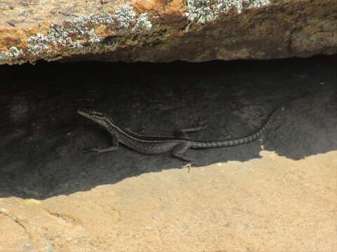 Image of Cape flat lizard