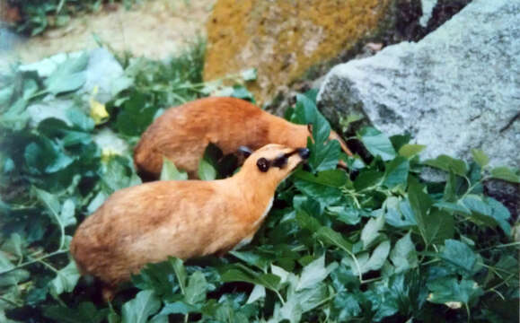 Image of Balabac Chevrotain