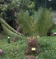 Image of Cycad