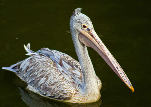 Image of Grey Pelican