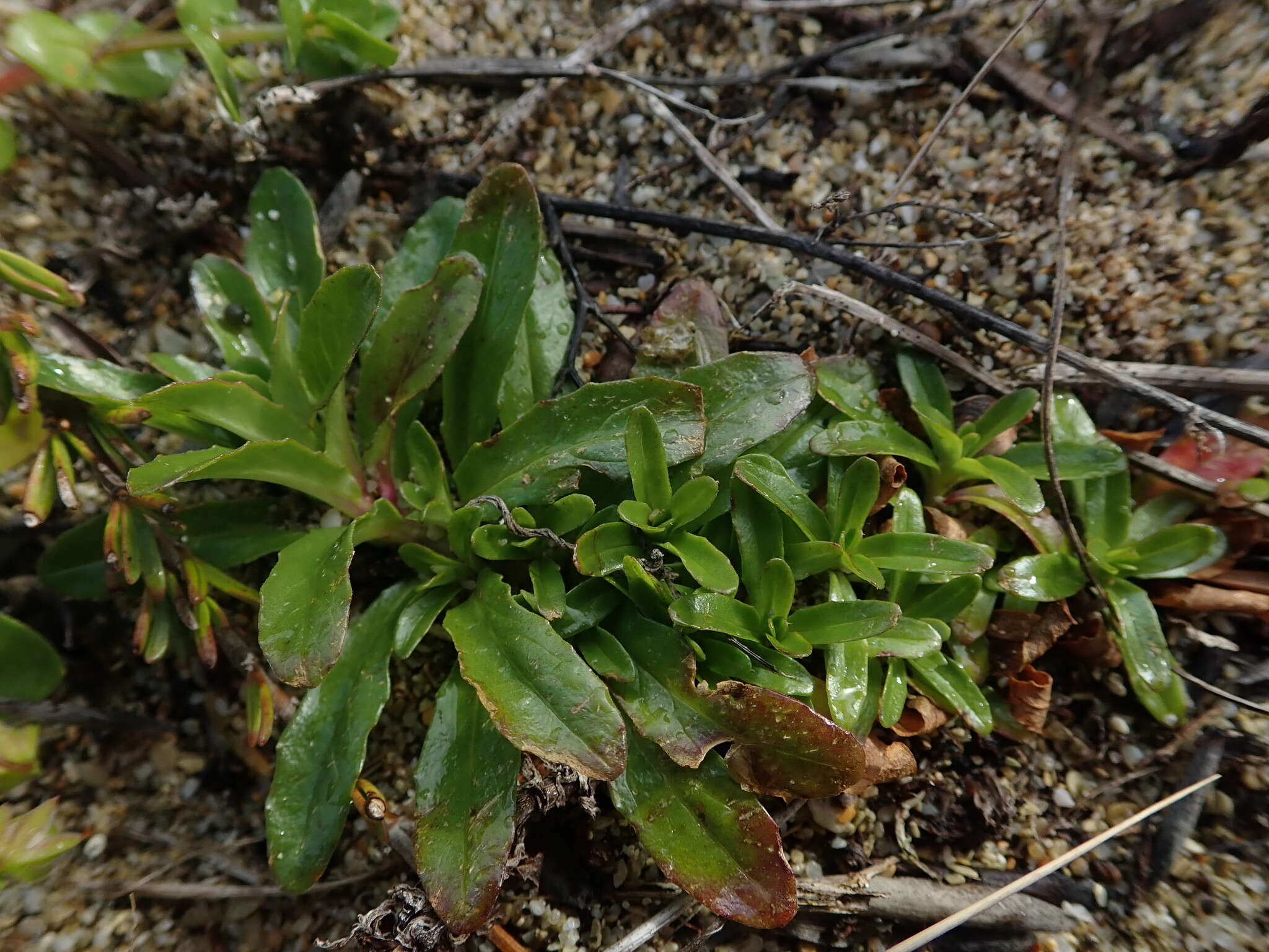 Image of Epilobium billardierianum subsp. billardierianum